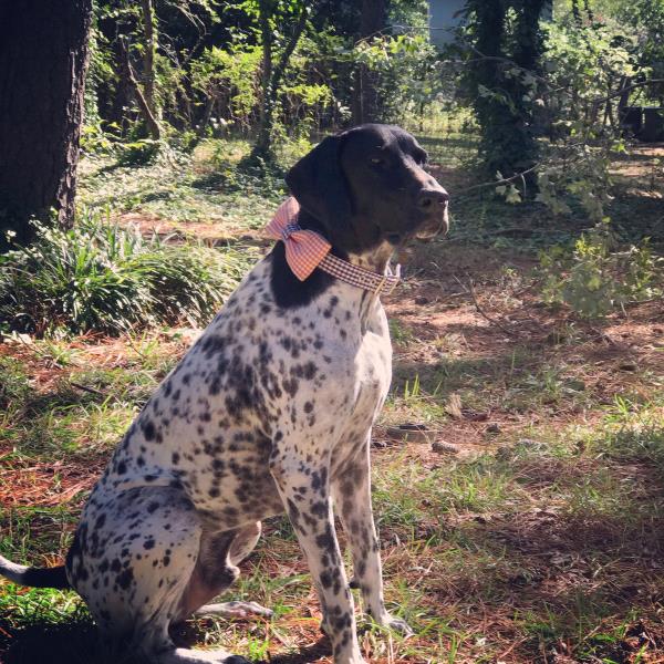 /images/uploads/southeast german shorthaired pointer rescue/segspcalendarcontest2019/entries/11665thumb.jpg